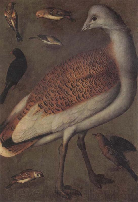 Ludger tom Ring Great Bustard Cock Spain oil painting art
